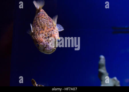 Close up di un pufferfish Foto Stock