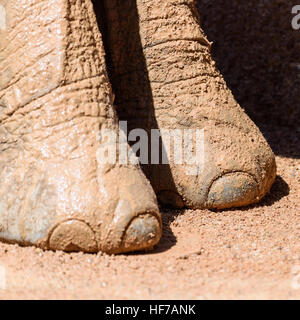 Gambe di elefante Closeup Foto Stock