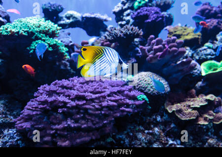 Threadfin butterflyfish noto come Chaetodon auriga con un blu verde Chromis pesci in una barriera corallina Foto Stock