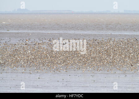 Nodo rosso (Calidris canutus) gregge in volo ad alta marea roost su Snettisham RSPB riserva. Norfolk. In Inghilterra. Regno Unito. Foto Stock