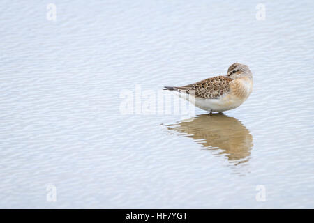 Curlew Sandpiper (Calidris ferruginea) di appoggio in acque poco profonde. Titchwell RSPB riserva. Norfolk. Regno Unito. Foto Stock