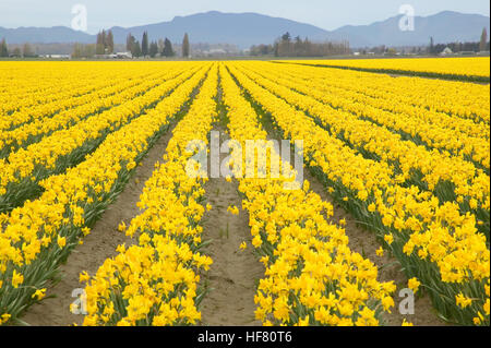 Campo di Yellow Daffodils in Mount Vernon, Washington, Stati Uniti d'America Foto Stock