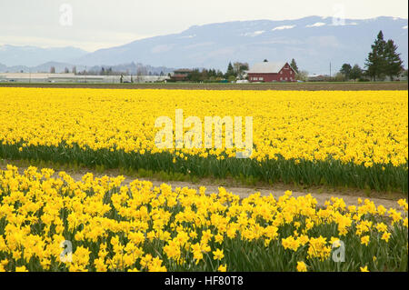 Campo di Yellow Daffodils in Mount Vernon, Washington, Stati Uniti d'America Foto Stock