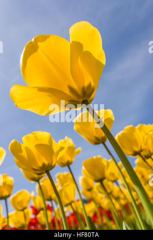 Tulip garden a Roozengaarde tulip farm in Mount Vernon, Washington, Stati Uniti d'America Foto Stock