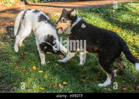 Due quindici settimane vecchio ruvido Cuccioli Collie, Seamus e Tavish, roughhousing nel proprio cantiere di Bothell, Washington, Stati Uniti d'America. La ruvida Collie (noto anche come Foto Stock