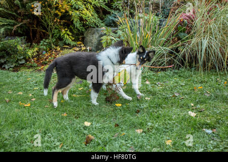 Quindici settimane vecchio ruvido Cuccioli Collie, Seamus e Tavish, di competere per una succursale, Bothell, Washington, Stati Uniti d'America. Foto Stock