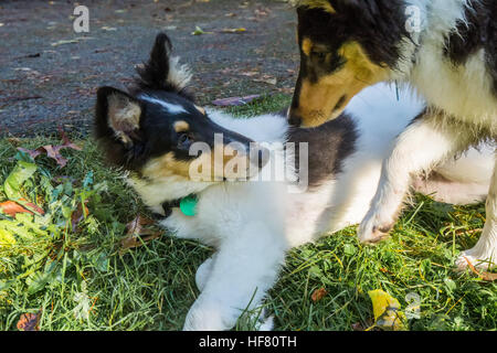 Quindici settimane vecchio ruvido Cuccioli Collie, con Seamus sollecitando Tavish di alzarsi e giocare in Bothell, Washington, Stati Uniti d'America. Foto Stock