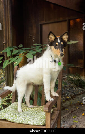 Quindici settimane vecchio ruvido Collie cucciolo, Tavish, ponendo in un patio poltrona di fronte a casa sua a Bothell, Washington, Stati Uniti d'America. Foto Stock