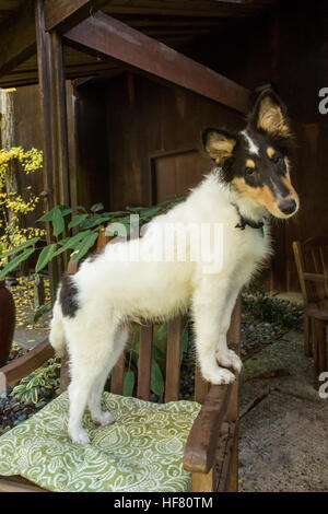 Quindici settimane vecchio ruvido Collie cucciolo, Tavish, ponendo in un patio poltrona di fronte a casa sua a Bothell, Washington, Stati Uniti d'America. Foto Stock