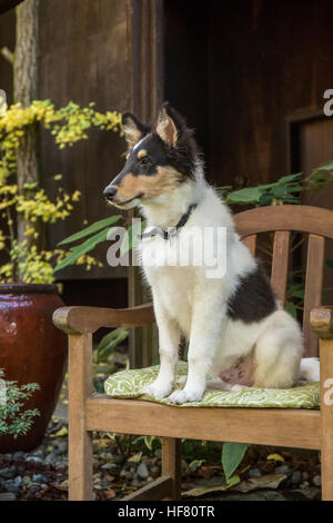 Quindici settimane vecchio ruvido Collie cucciolo, Tavish, ponendo in un patio poltrona di fronte a casa sua a Bothell, Washington, Stati Uniti d'America. Foto Stock