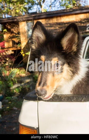 Ritratto di quindici settimane vecchio ruvido Collie cucciolo, Seamus, in attesa nel retro di un camioncino in Bothell, Washington, Stati Uniti d'America. Foto Stock