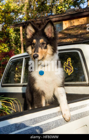 Ritratto di quindici settimane vecchio ruvido Collie cucciolo, Seamus, in attesa nel retro di un camioncino in Bothell, Washington, Stati Uniti d'America. Foto Stock