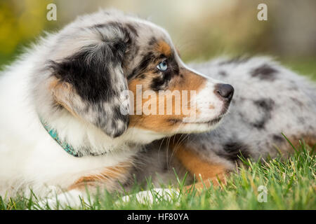 Tre mesi di età blue merle pastore australiano cucciolo, Luna, appoggiata nel suo prato in Sammamish, Washington, Stati Uniti d'America Foto Stock