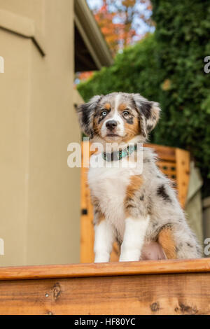 Tre mesi di età blue merle pastore australiano cucciolo, Luna, seduta sul suo nuovo deck in Sammamish, Washington, Stati Uniti d'America Foto Stock