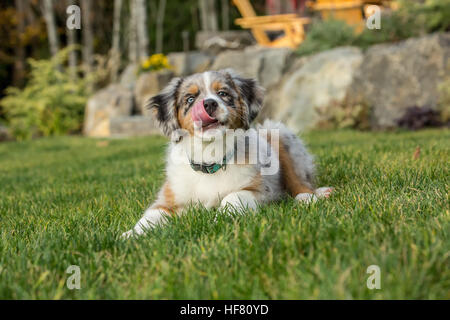 Tre mesi di età blue merle pastore australiano cucciolo, Luna, leccare le sue labbra in previsione di un ulteriore trattamento Foto Stock