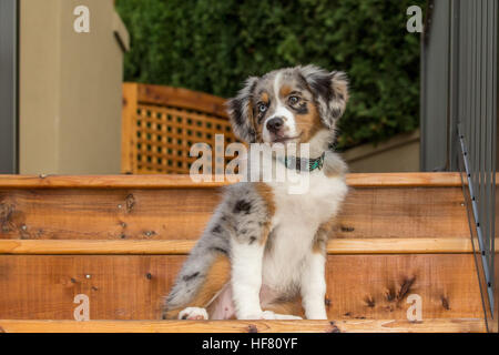 Tre mesi di età blue merle pastore australiano cucciolo, Luna, seduto sulla procedura per il suo nuovo deck in Sammamish, Washington, Stati Uniti d'America Foto Stock