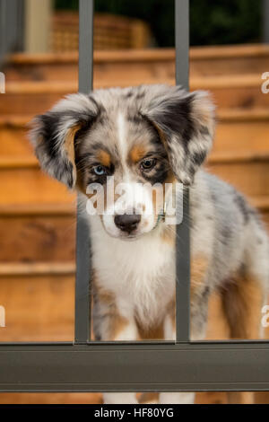 Tre mesi di età blue merle pastore australiano cucciolo, Luna, cercando di ottenere attraverso la ringhiera sul suo nuovo deck Foto Stock