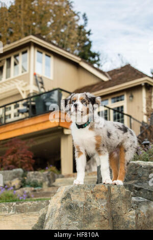 Tre mesi di età blue merle pastore australiano cucciolo, Luna, in piedi su un masso nel suo recente cortile paesaggistico Foto Stock