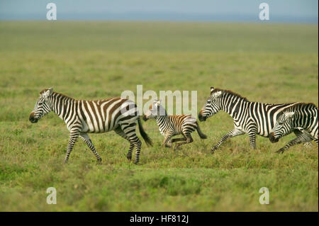 Zebra comune (Equus quagga) adulti e baby in esecuzione attraverso il Serengeti in Tanzania Foto Stock