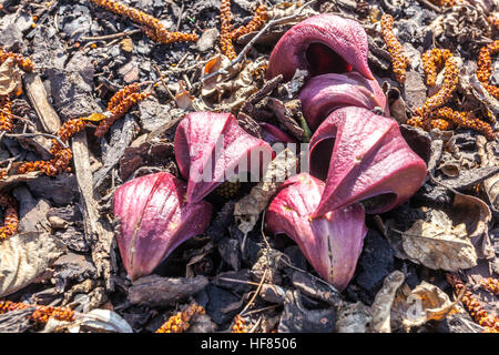 Cavolo Skunk Symplocarpus foetidus Cavolo Swamp, Weed Skunk Foto Stock