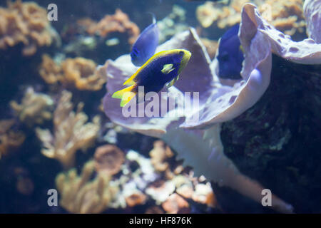 Close up di un starki castagnole (Chrysiptera starcki) Foto Stock