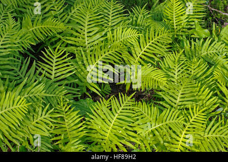 Questa è la felce Polypodium cambricum, Southern polypody o polypody gallese, dalla famiglia Polypodiaceae Foto Stock