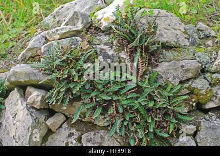 Questo è Asplenium ceterach, il cosiddetto Rustyback, una felce dalla famiglia Aspleniaceae Foto Stock