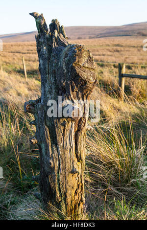 Belfast, Regno Unito. 28 dicembre, 2016. Montagna Divis a piedi, Belfast. Il 28 dicembre 2016. Albero morto il moncone sul Divis sentiero di montagna © Bonzo Alamy/Live News Foto Stock