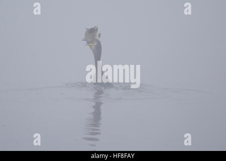 Kathmandu, Nepal. 29 Dic, 2016. Un uccello migratore si ritiene che le catture di pesce in una nebbiosa mattina al Lago Taudaha a Kathmandu in Nepal il Giovedi, Dicembre 29, 2016. Gli uccelli dal Sud Est Asia, Africa e Australia venire in Nepal per il suo favorevole ambiente di allevamento. © Skanda Gautam/ZUMA filo/Alamy Live News Foto Stock