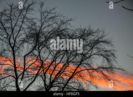 Wimbledon Londra,UK. Il 29 dicembre 2016. Una splendida alba invernale di colori su un freddo gelido mattina con temperature di congelamento Credito: amer ghazzal/Alamy Live News Foto Stock