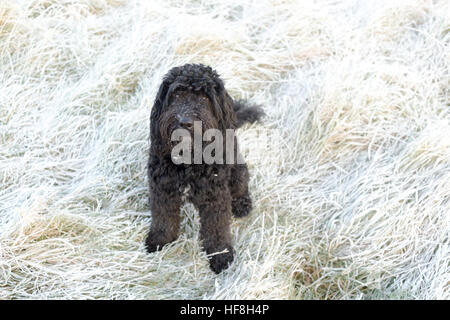 Hucknall, Nottinghamshire, Regno Unito. 29 Dic, 2016. Il congelamento e la nebbia e il gelo di questa mattina nel Nottinghamshire. © Ian Francesco/Alamy Live News Foto Stock