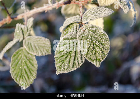 Londra, Regno Unito. Il 29 dicembre, 2016 Un chiaro e gelido ricominciare east London, in quello che dovrebbe essere un chiaro e giornata di sole. © Ilyas Ayub/ Alamy Live News Foto Stock