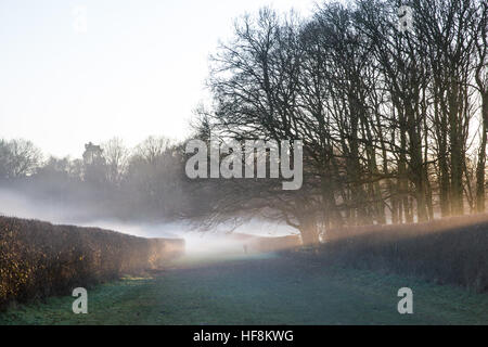 Windsor, Regno Unito. Il 29 dicembre, 2016. Basse derive di nebbia attraverso un campo in Windsor Great Park al tramonto. Foto Stock