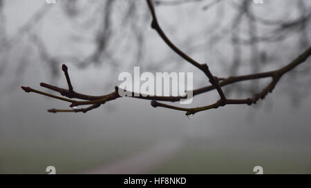 Londra, Regno Unito. Il 30 dicembre 2016. Una mattinata nebbiosa nel nord di Londra. Credito: Matteo Chattle/Alamy Live News Foto Stock