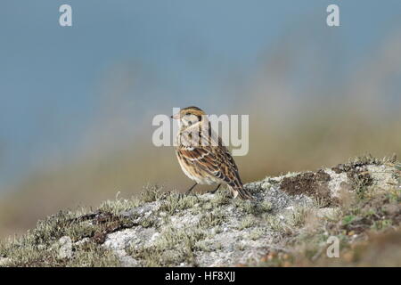 Lapland Bunting REGNO UNITO Foto Stock