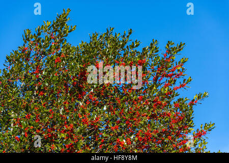 Holly foglie e bacche rosse contro il cielo blu Foto Stock