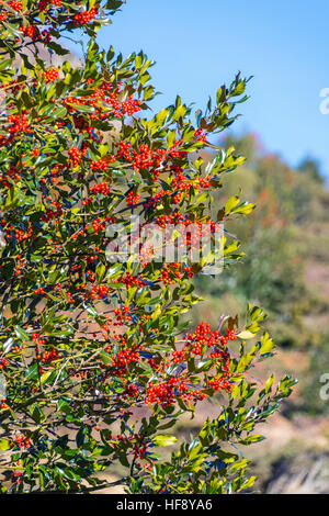 Holly foglie e bacche rosse contro il cielo blu Foto Stock