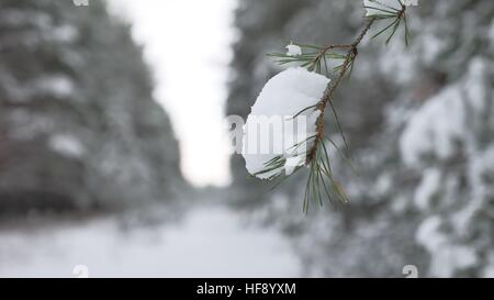 Albero di natale ramo in inverno Neve natura bellissima foresta paesaggio, sfondo sfocato Foto Stock