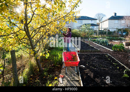 Una donna di mezza età la potatura di un albero di mele per il suo giardino di aggiudicazione a metà novembre, REGNO UNITO Foto Stock