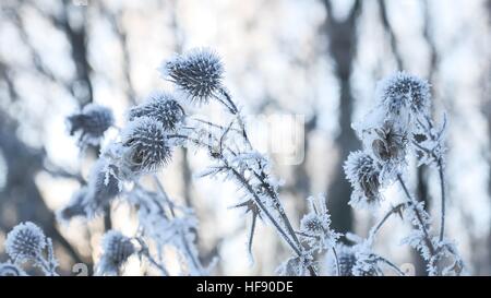 Congelati thorn nella neve invernale di erba secca invernale sulla neve natura foresta paesaggio Foto Stock