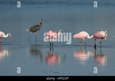 Roseate spatole (Platalea ajaja) e rossastre Garzetta (Egretta rufescens), J.N. "Ing" Darling National Wildlife Refuge, Sanibel Island, Florida Foto Stock