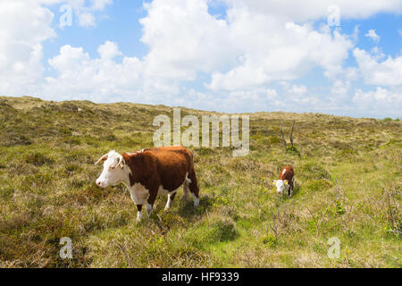Brittain Hereford bestiame con vitelli nel paesaggio olandese con le dune Foto Stock