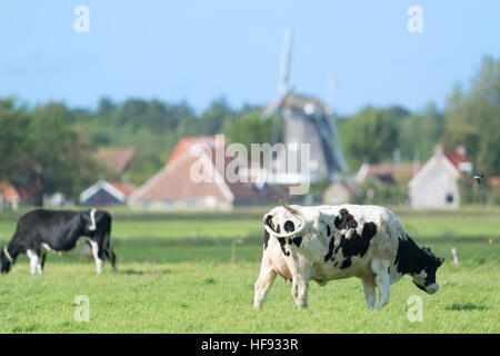 Mucca olandese in prati verdi nella parte anteriore del mulino a vento in Olanda Foto Stock