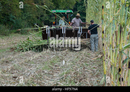 Raccolta del sorgo. Foto Stock