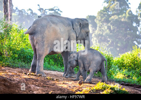 Elefanti di Sumatran nel Parco Nazionale di Bukit Barisan Selatan, Sumatra, Indonesia. Foto Stock