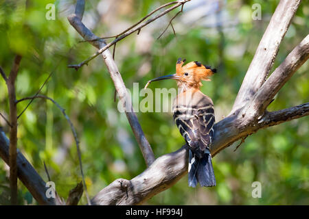 Specie endemiche di uccelli bellissimi Madagascan Upupa (Upupa epops marginata) è una sottospecie di upupa in famiglia Upupidae. Ankarafantsika Parco Nazionale, Madag Foto Stock