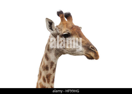 Close-up verticale di un sudafricano giraffe (Giraffa giraffa giraffa), noto anche come la giraffa del Capo Foto Stock