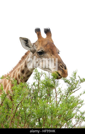 Close-up verticale di un sudafricano giraffe (Giraffa giraffa giraffa), noto anche come il Cape giraffe, pascolo tree-foglie apicali Foto Stock