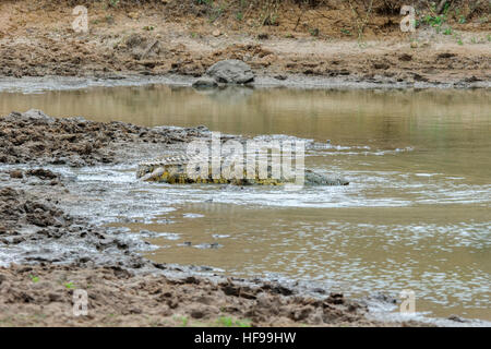 Un coccodrillo del Nilo (Crocodylus niloticus) passa per una nuotata in un fiume in Sud Africa Foto Stock