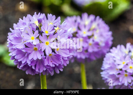 Primula denticulata, coscia primule, all'inizio della primavera e fioritura in Foto Stock